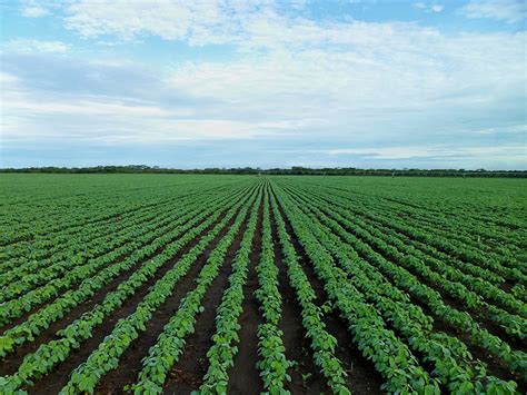 Agrotóxico mais encontrado em frutas e verduras no Brasil é fatal para abelhas - Sul 21