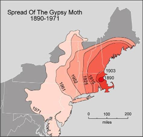 Solved The gypsy moth spread rapidly across New England | Chegg.com