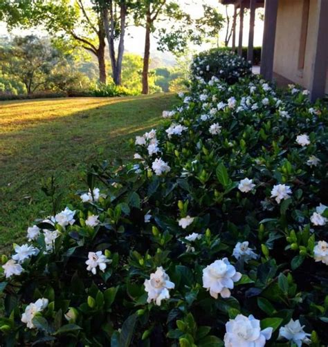 The Pretty Gardenia Outdoor Plants | Outdoor plants, Garden design, Garden planning