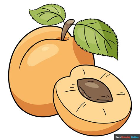 How to Draw an Apricot - Really Easy Drawing Tutorial