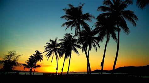 Palm Tree Sunset Wallpaper - WallpaperSafari