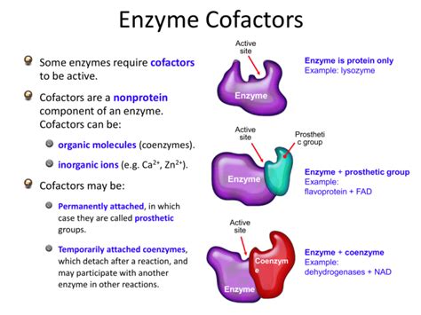 Enzyme Definition