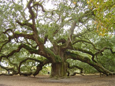 The "Angel Oak" in Charleston SC. The name derives from the previous owners of the land that ...