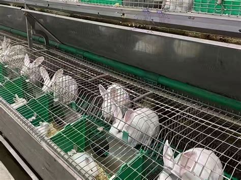 Commercial Rabbit Cages | Commercial Rabbit Breeding Cages