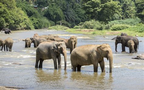 Wild Elephant Valley, Xishuangbanna: a Natural Paradise