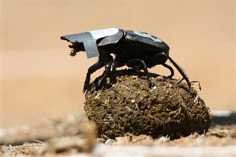 The dung beetle as celestial navigator - CSMonitor.com