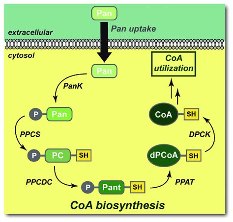 The biosynthesis of coenzyme A (CoA) from pantothenate (Pan) proceeds... | Download Scientific ...