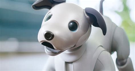 Robôs pet no Japão são a única companhia de muitas pessoas