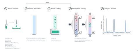 ExperimentCapillaryIsoelectricFocusing Documentation