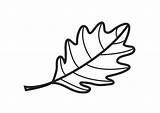 Oak Leaf Coloring Page sketch template