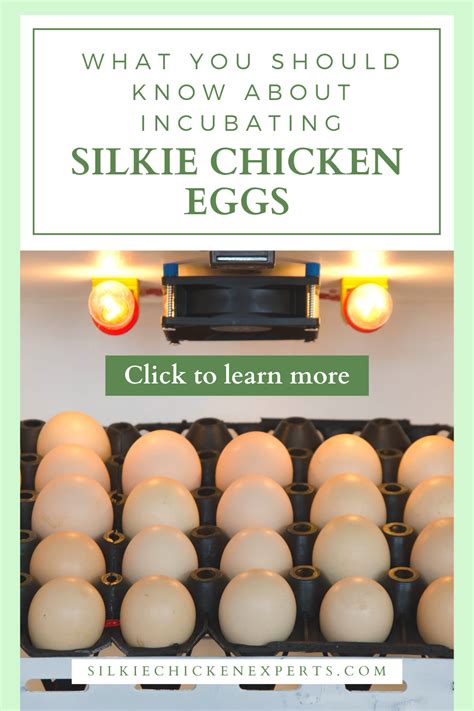 A complete guide to silkie chicken eggs – Artofit