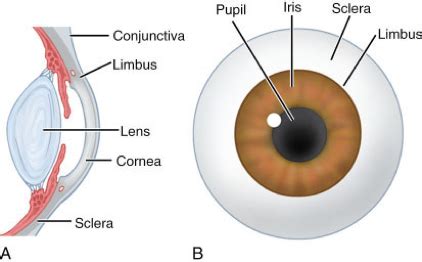 Scleral Contact Lenses | Louisville Eye Center | Louisville, KY