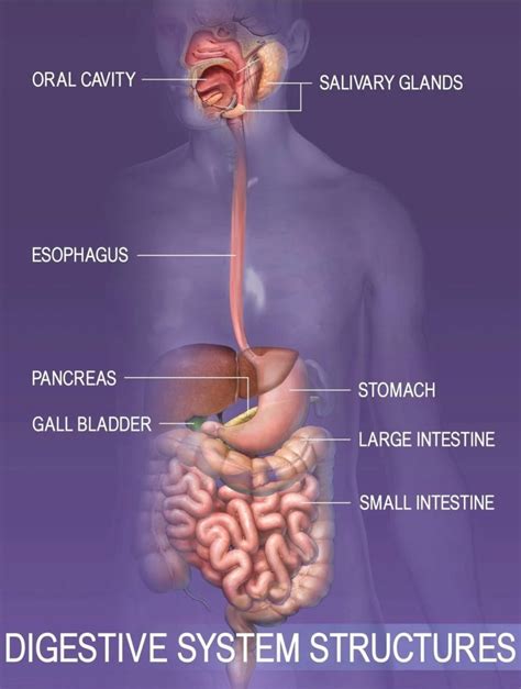 Digestive System Structure Diagram - Graph Diagram