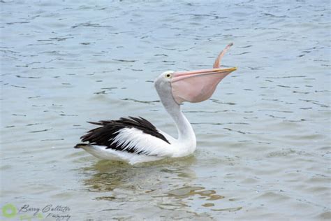 Fish-Eating Birds - 10 Australian Birds That Love That Sushi