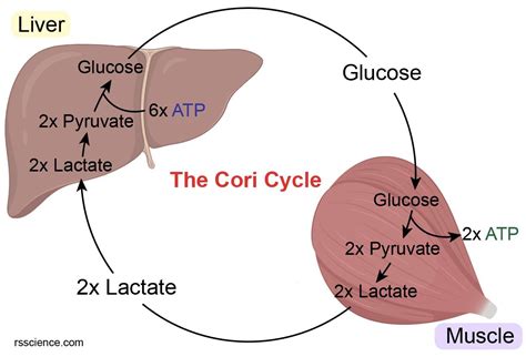 What does the Cori cycle do? - definition, steps, and importance - Rs' Science