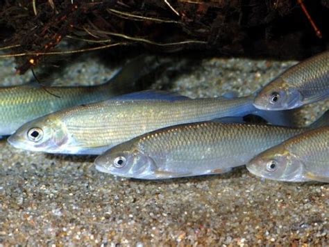 Common Dace: Habitat, Care, Aquarium Maintenance