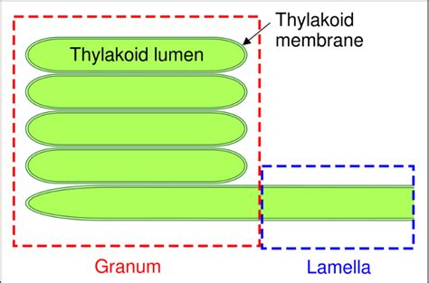 The Thylakoid