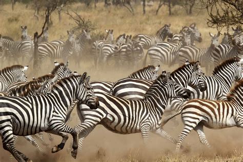 The Zebra: One Of Africa’s Most Beautiful Creatures