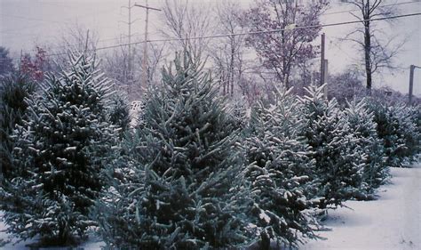 Christmas Trees – Meadowbrook Farm