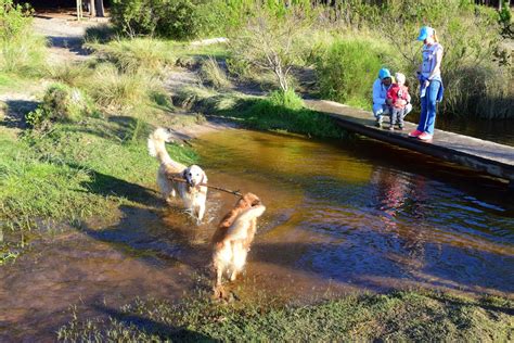 Top 10 Pet-friendly Activities in Cape Town – Afristay Blog