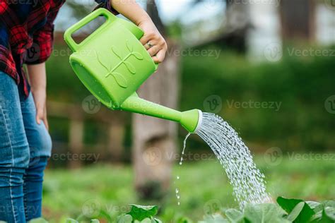 Female Agricultural watering in organic vegetable farm 19036606 Stock ...