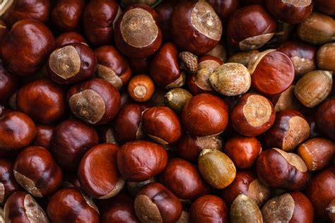 Castanea Chestnut Fruit - Free photo on Pixabay - Pixabay