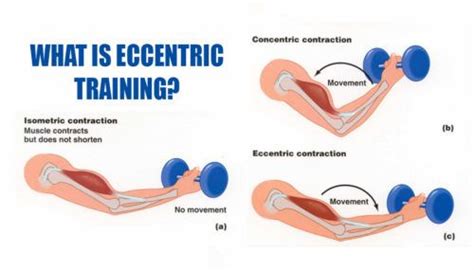 What is Eccentric Training? | Eccentric contraction, Resistance training workouts, Isometric ...