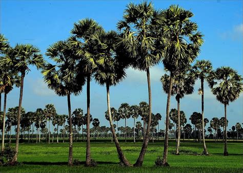 view of palm tree | Cambodia travel, Beautiful places, Palm trees