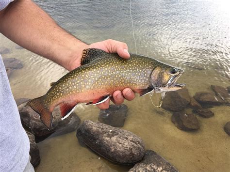 Wind rivers brook trout! What a beaut! : r/flyfishing