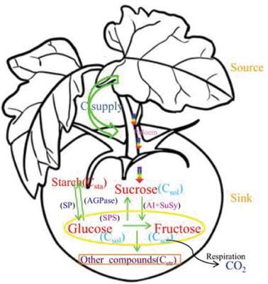 Frontiers | The Associated With Carbon Conversion Rate and Source–Sink ...