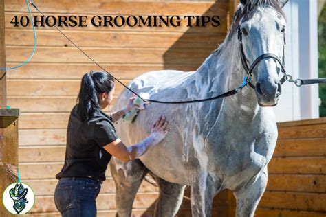 40 Horse Grooming Tips - Cowboy Magic