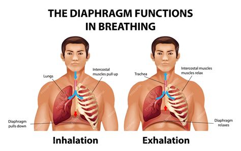 Diaphragm Lungs