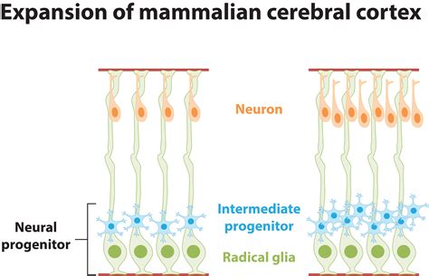 Ip Lab - Neural Development & Circuit Assembly