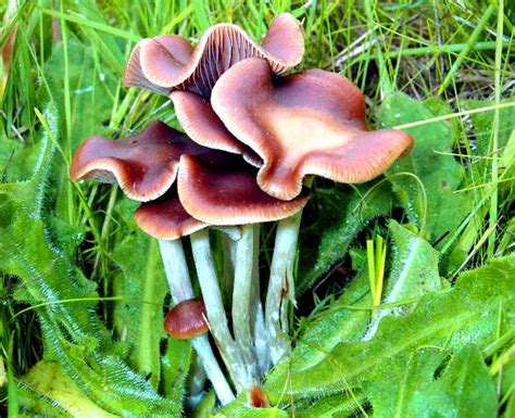 Psilocybe Cyanescens Identification