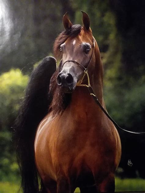 Marhaabah, Arabian Bay Stallion at Argent Farms | Arabians, Horses, Arabian horse