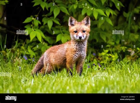 Cute brown fox pup close up portrait in the wild forest alone Stock Photo - Alamy