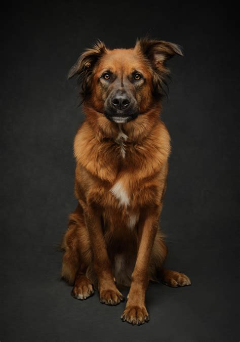 Dog Photography Gallery - Portraits of Dogs by Vancouver Fine Art Photographer Jane Thomson ...