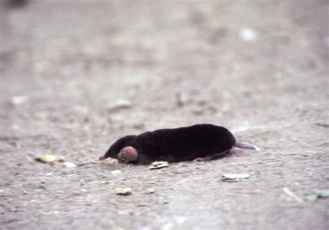 The California Mole: Underground Burrower | Dave's Nature