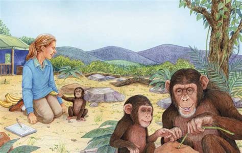 Jane Goodall, Chimpanzees