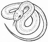 Garter Snake Coloring Pages  Dibujos Para Colorear Páginas sketch template