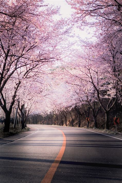 Flower Road Wallpapers - Wallpaper Cave