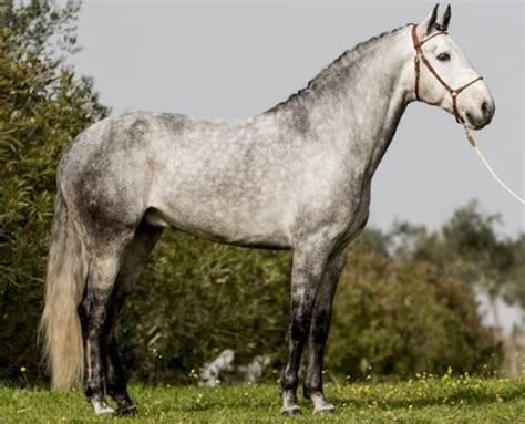 Lusitano Horse Breed Information, History, Videos, Pictures