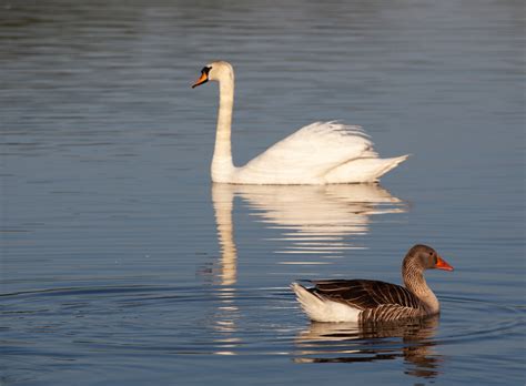 Swan And Goose - Free photo on Pixabay - Pixabay