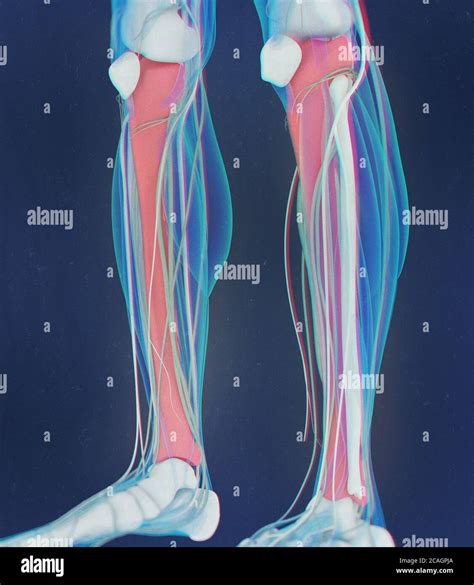 Tibia bone, human anatomy. 3D illustration Stock Photo - Alamy