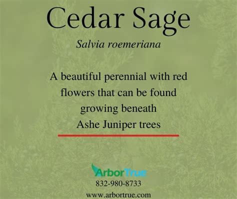 Cedar Sage (Salvia roemeriana)