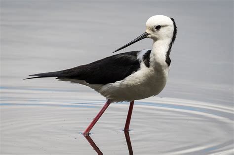 Australian Water Birds - Australia's Wonderful Birds