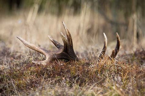 A Fascinating Look at Why Whitetail Deer Shed Their Antlers | Hunting Magazine