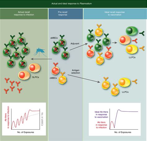 Basics of memory B‐cell responses: lessons from and for the real world - Wong - 2019 ...