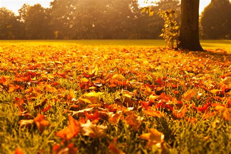 Autumn Leaves At Sunset Free Stock Photo - Public Domain Pictures