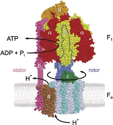 A Structure-Based Model for the Synthesis and Hydrolysis of ATP by F1-ATPase: Cell